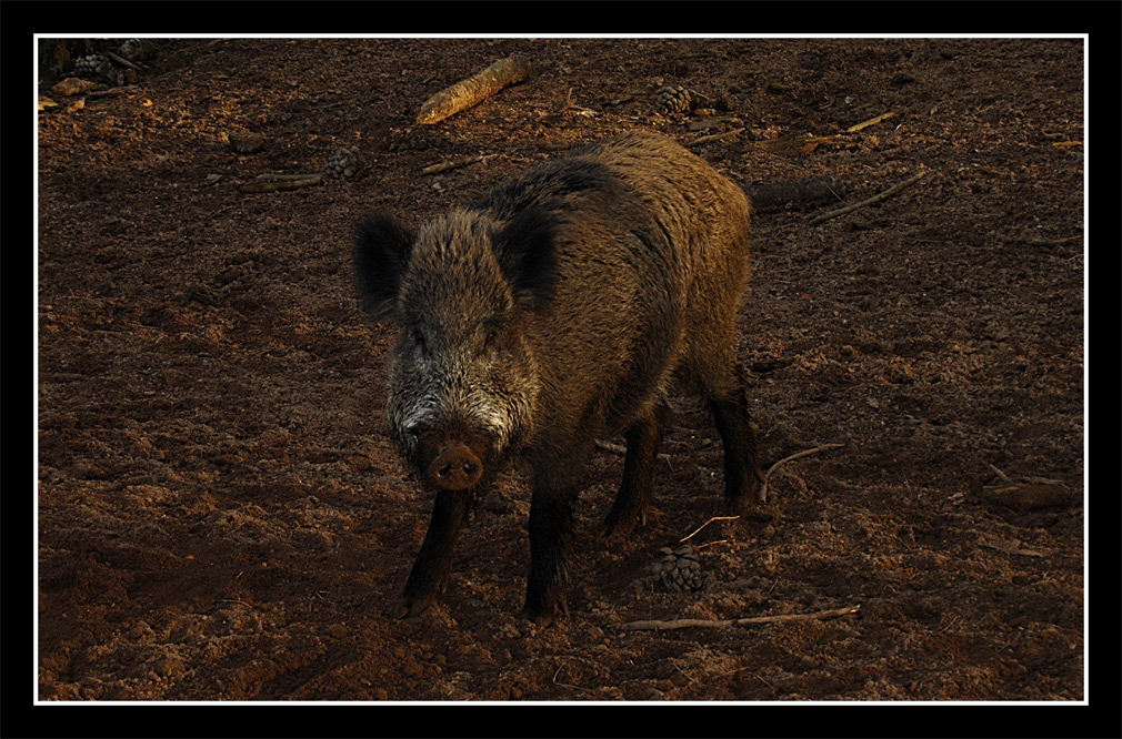 incontro a sorpresa nella pineta
