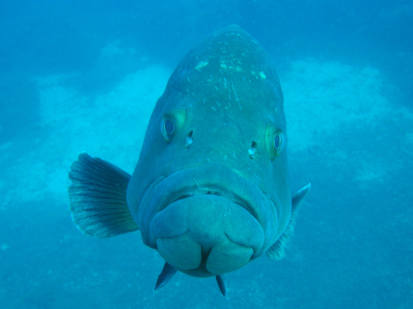 ... cosa hai detto?....