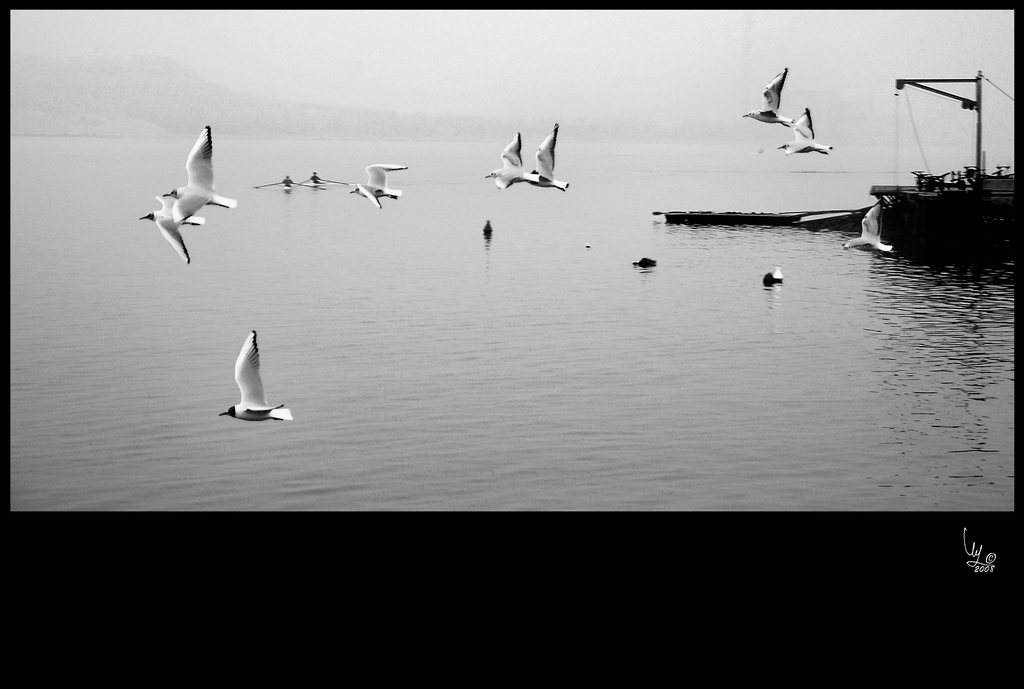 Gabbiani in una giornata di foschia