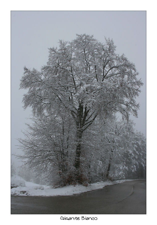 Gigante bianco