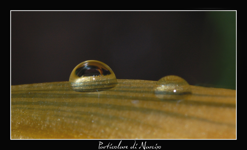 Particolare su narciso