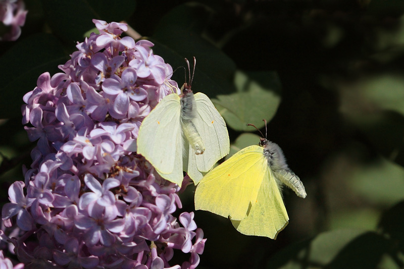 Gonepteryx rhamni Corteggiamento