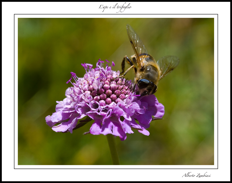 L'ape e il trifoglio