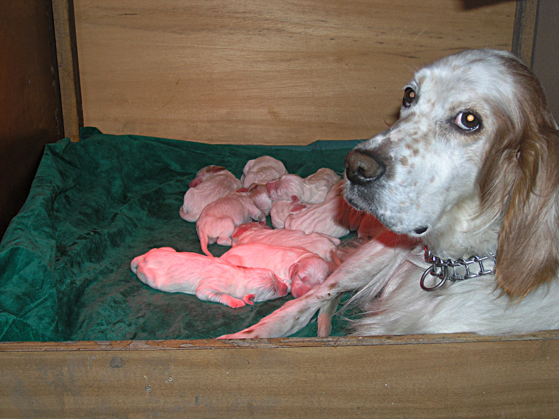 Kiria fiera dei  suoi 11 cuccioli