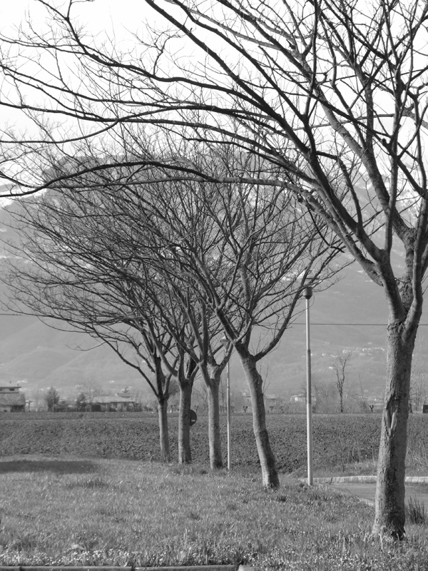 aspettando le foglie