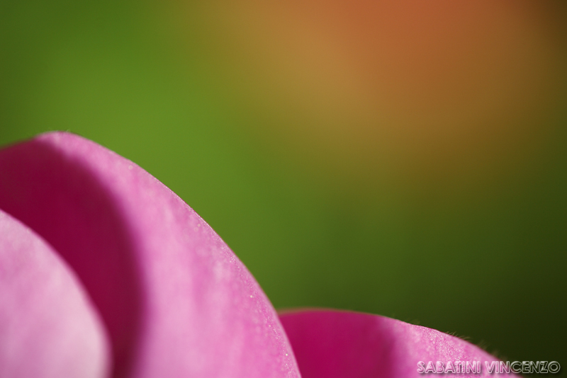 fior di sole su cime di petali