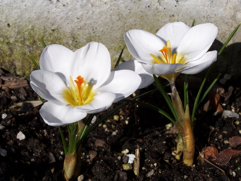 Crocus