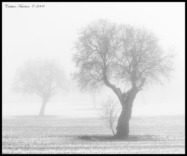 La neve e la nebbia
