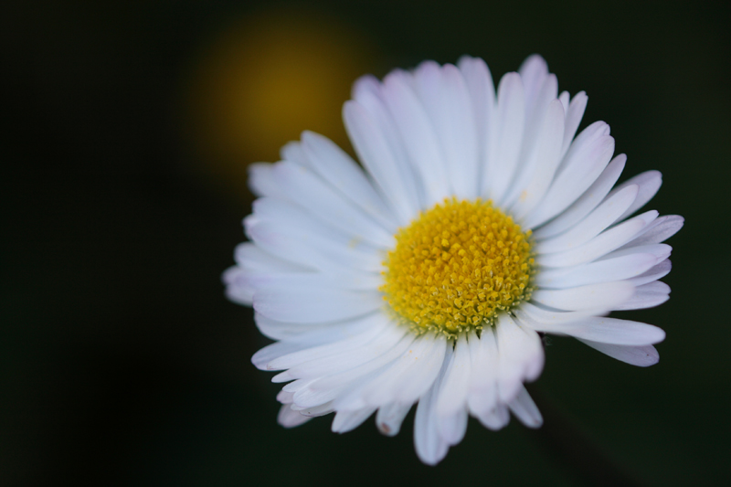 risveglio: dedicata a passiflora