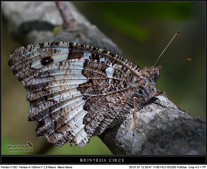 Brintesia circe... sull'albero!