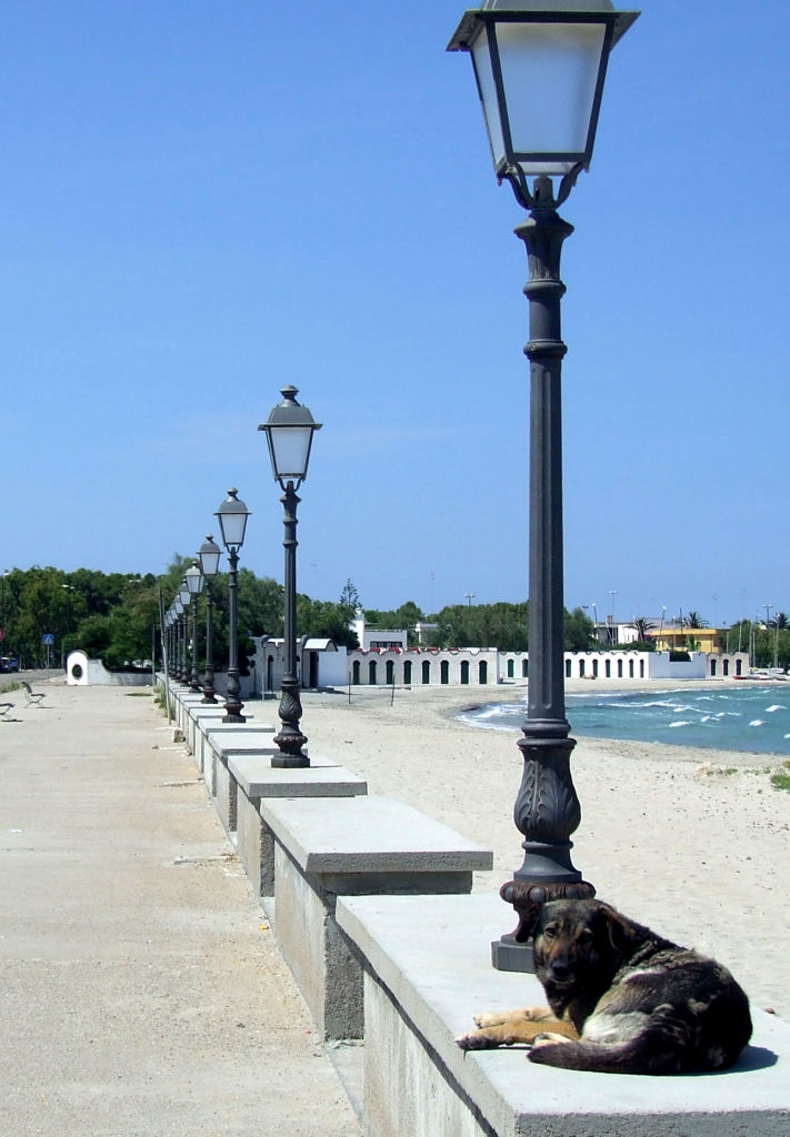 Il Cane di SCataldo 2