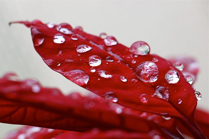 Gocce su velluto rosso