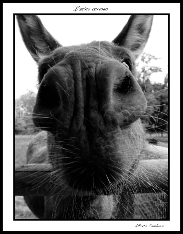 L'asino curioso
