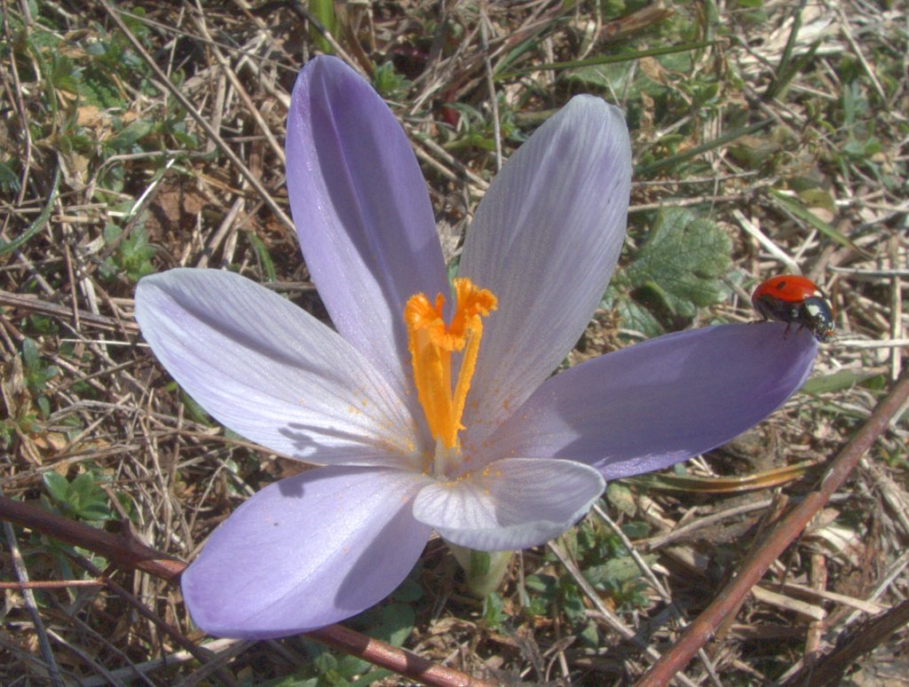 Croco e Coccinella... che coppia!!!