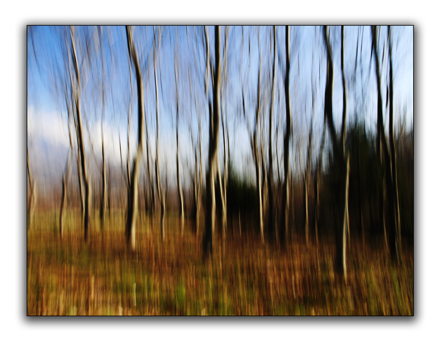 dreaming in the wood