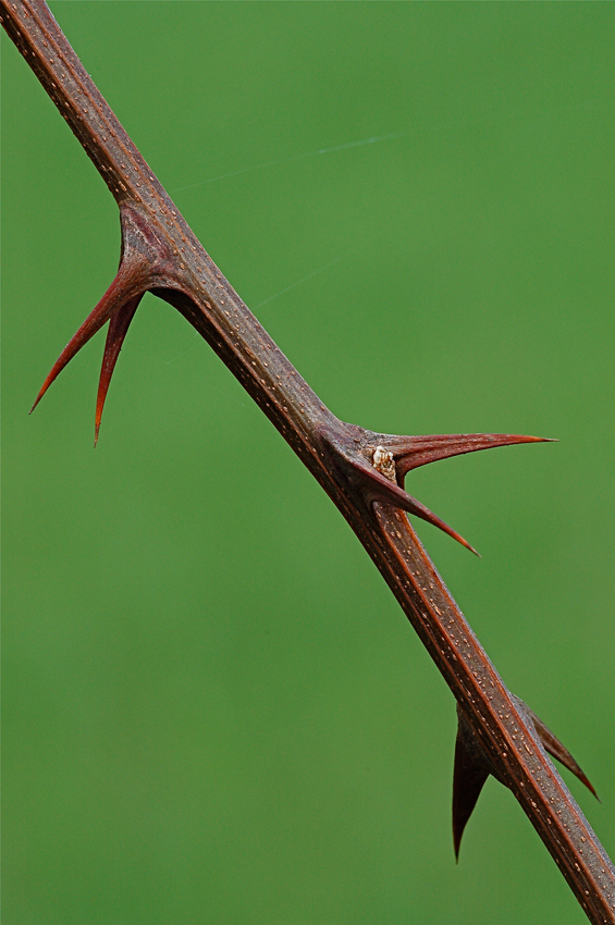 Ramo spinoso contro campo di grano