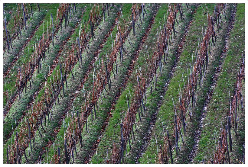 Le diagonali di un vigneto