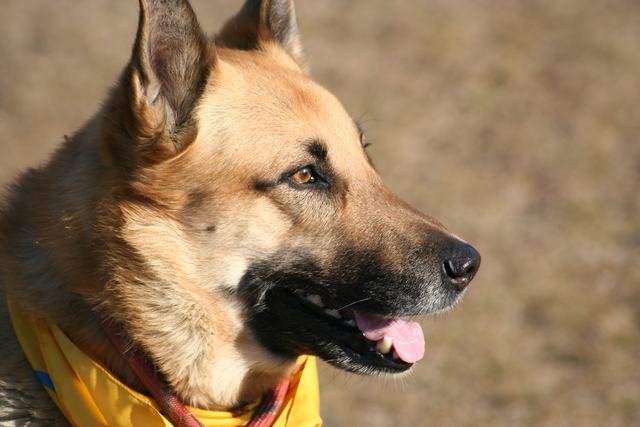 So più bello de REX