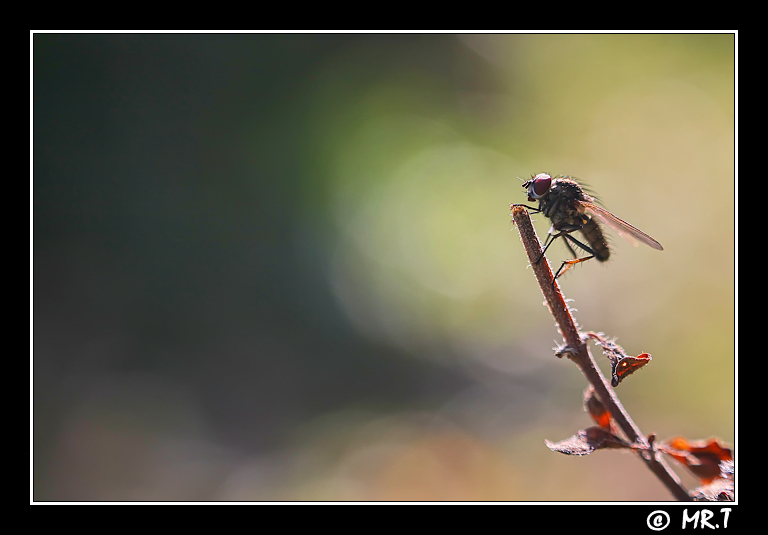 preferisco abbronzarmi che stare nell'ombra