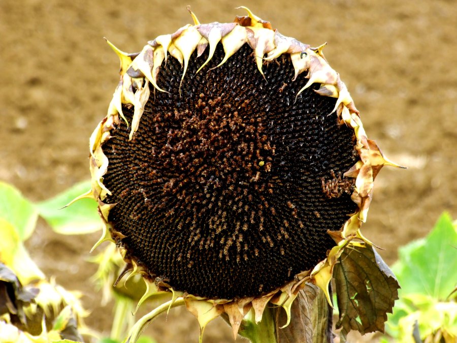 Morte di un girasole
