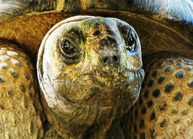 Alla faccia della tartaruga