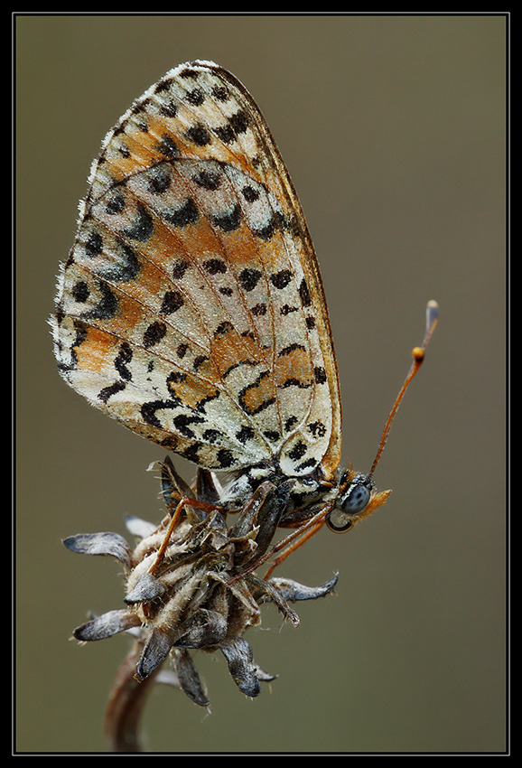 Melitaea sp.