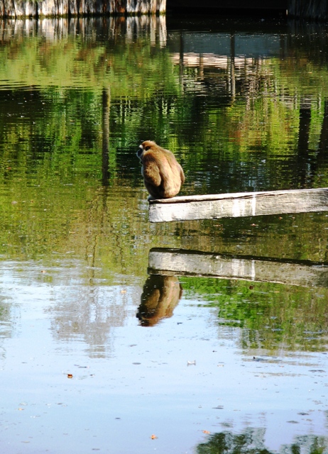 Specchio specchio delle mie brame