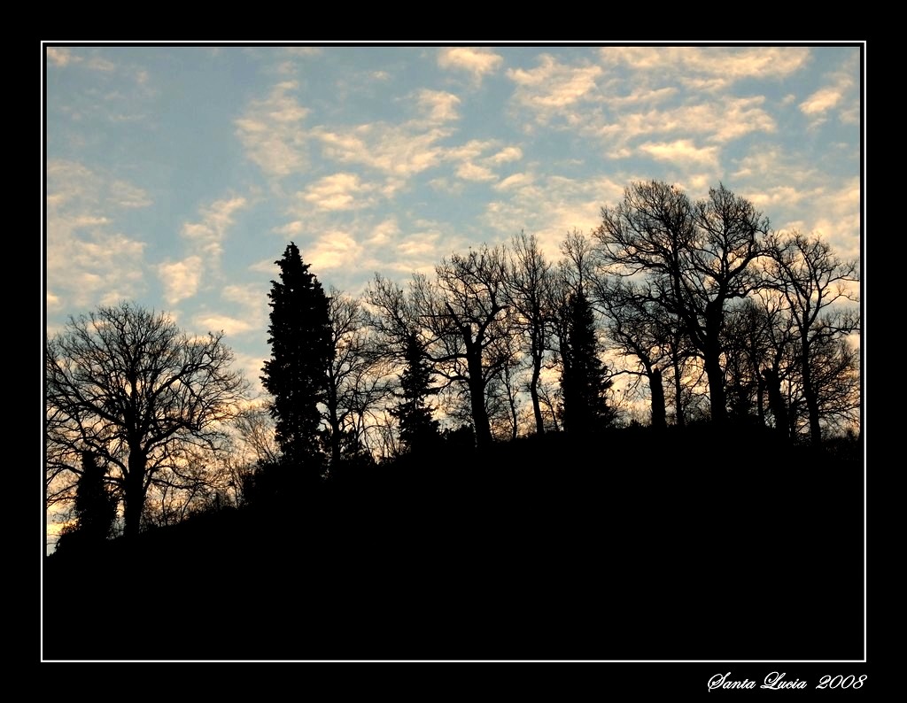 Alberi all'alba