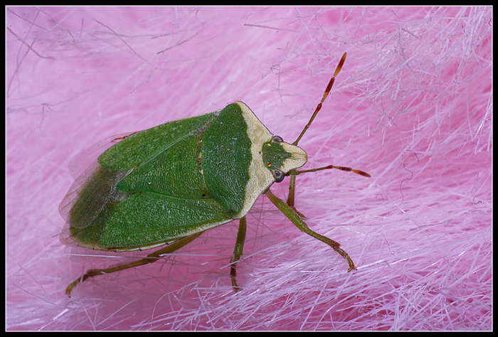 Cimice
