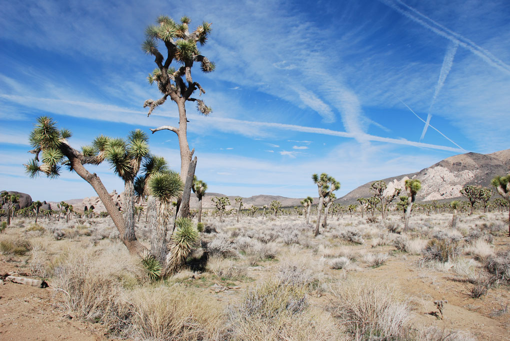 Joshua Tree