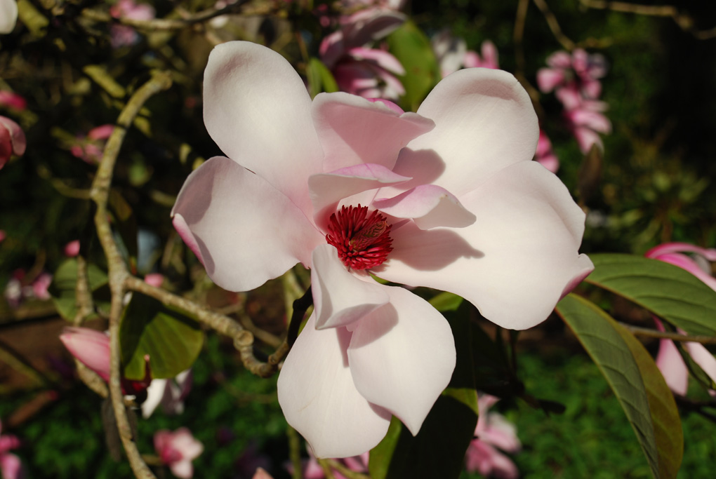 Magnolia