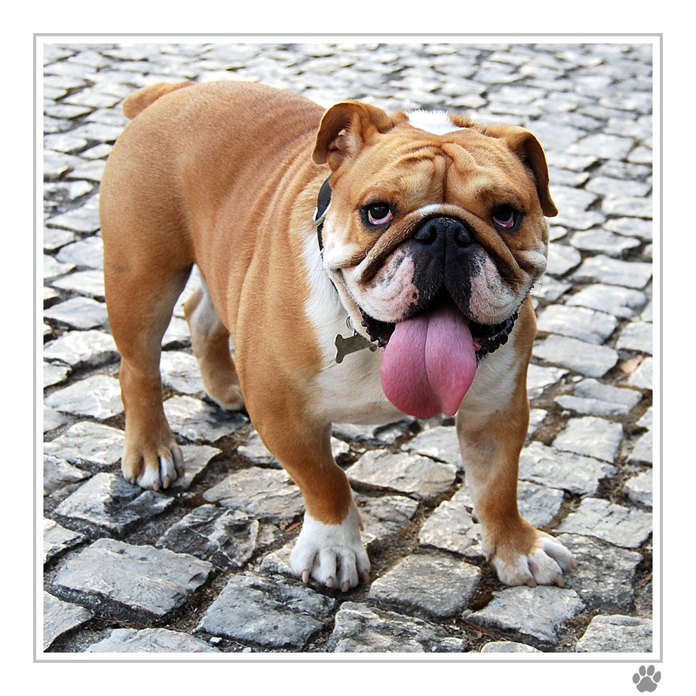 il bulletto del quartierino