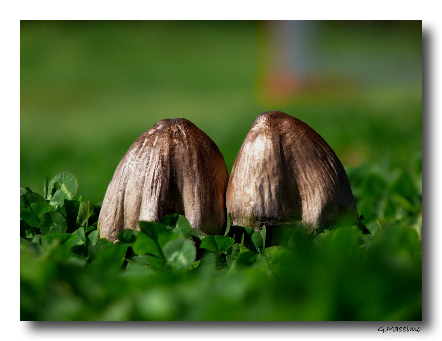 Le casette dei minimei