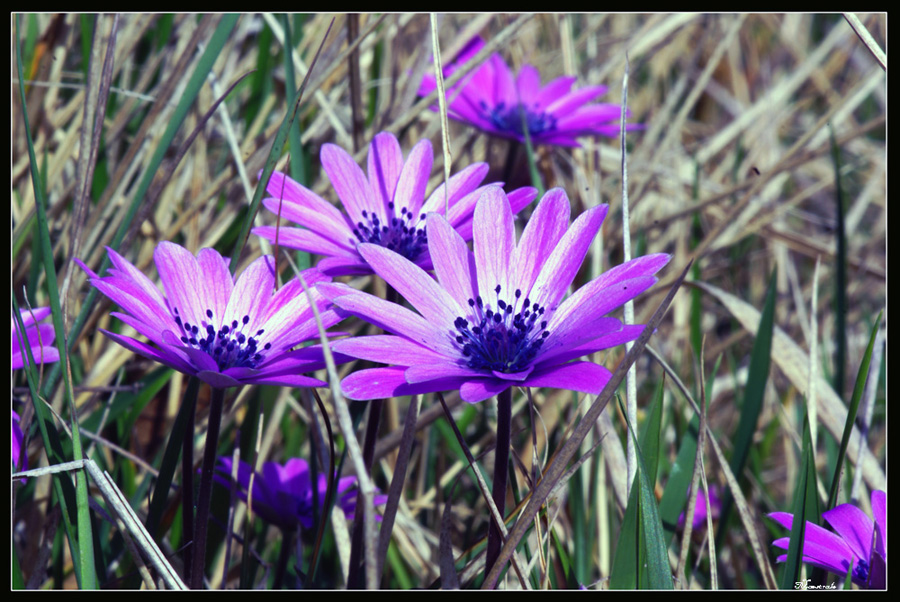 Guardare e NON  T O C C A R E !!!!!!