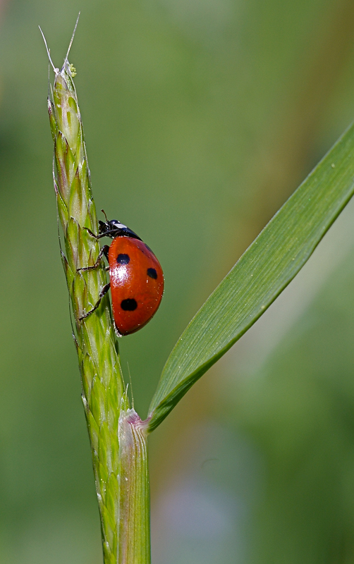 Su e gi� per lo stelo