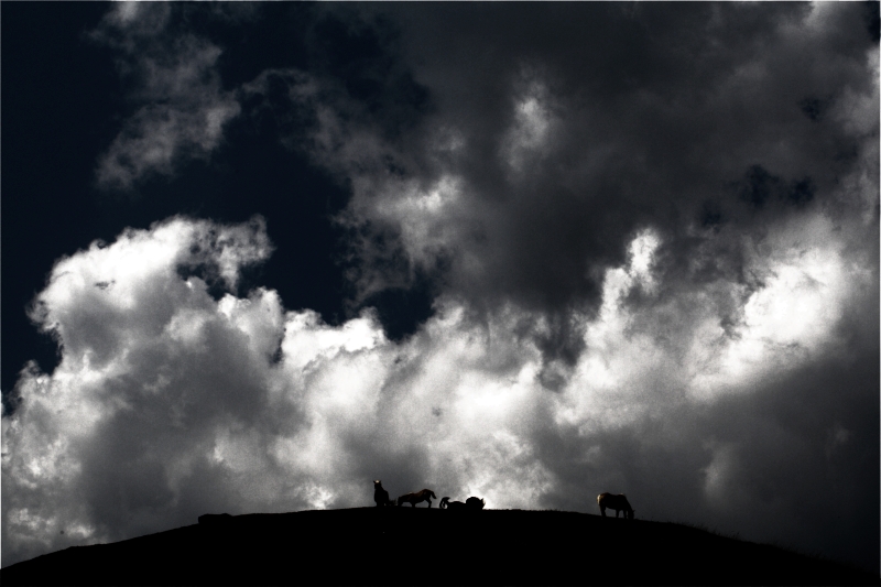 Il Sapore Della Libert�