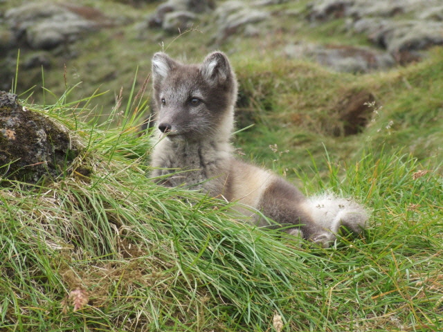 VOLPACCHIOTTO ISLANDESE