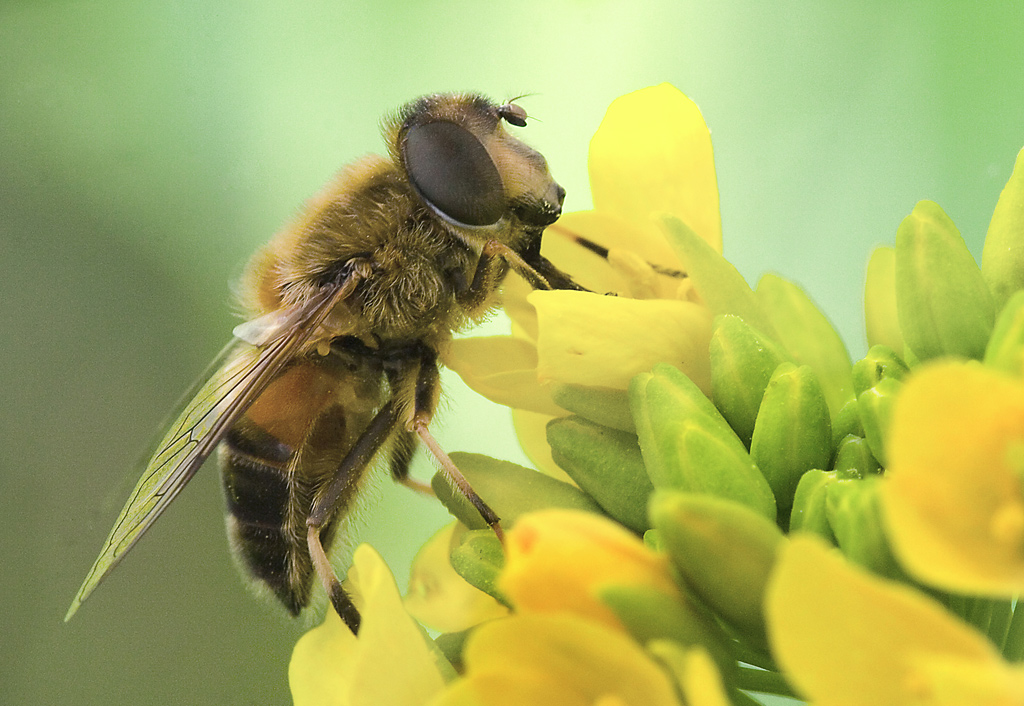 Ape senza pungiglione