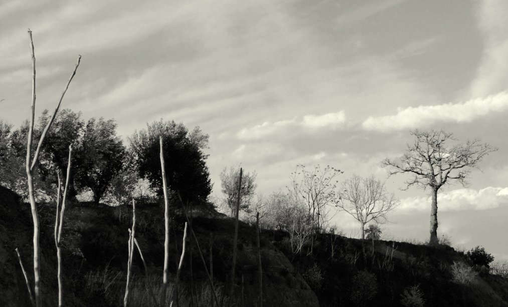 vegetazione su strada incompiuta