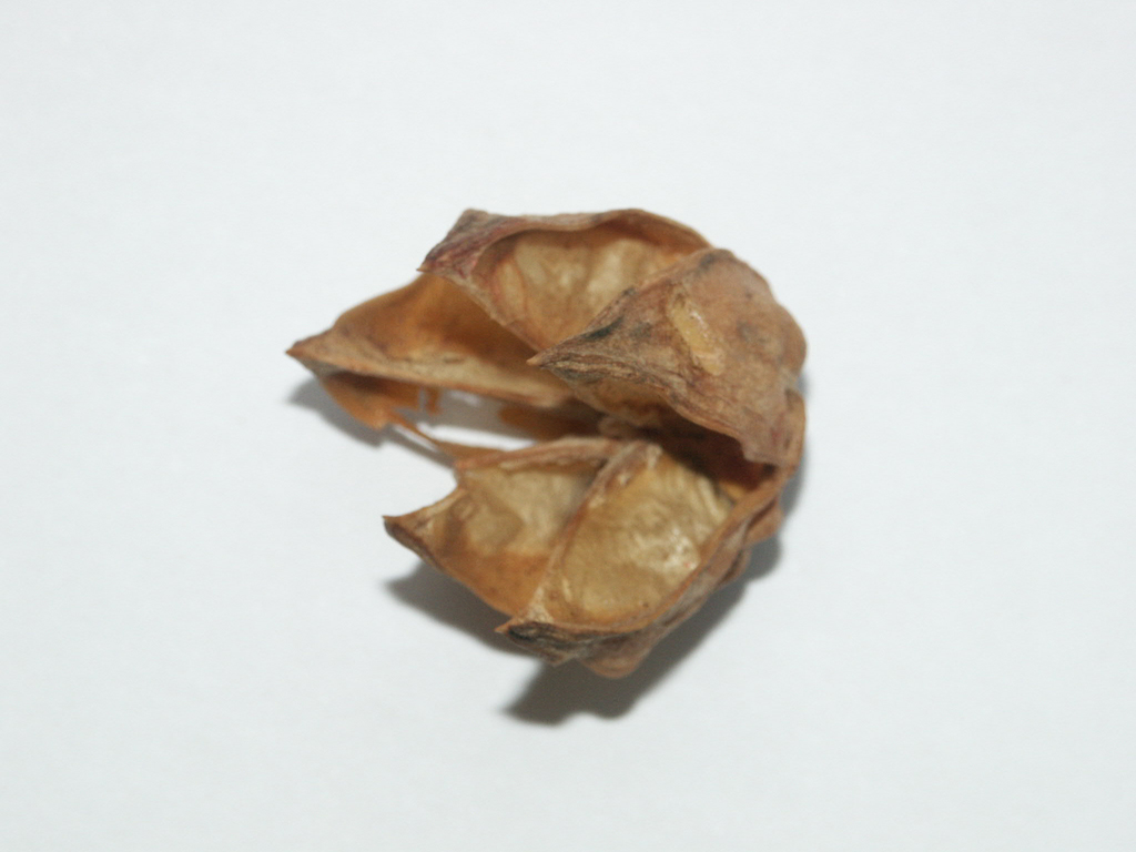 Natura viva o morta ?