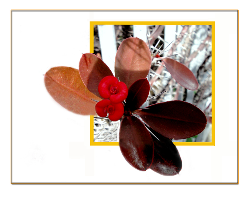 Come una farfalla .....