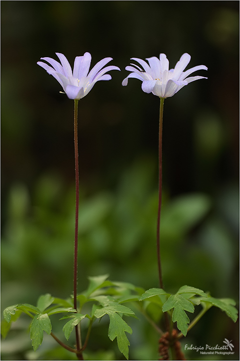 I lunghi... in coppia!