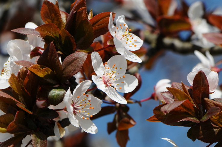 � proprio primavera...