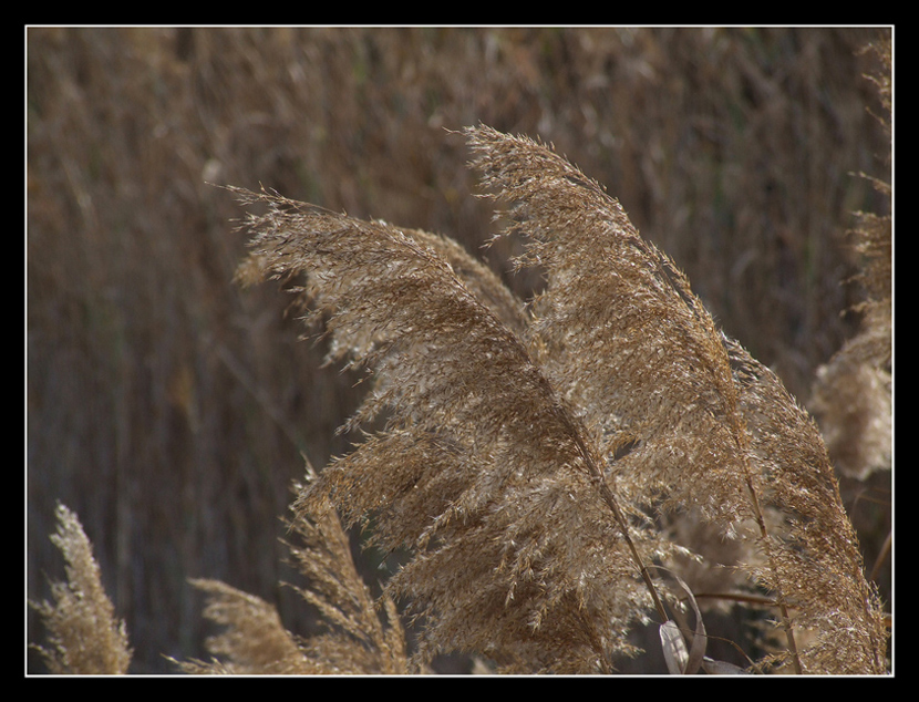 non ci si pu� opporre al vento........