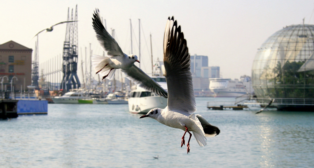 Porto di Genova
