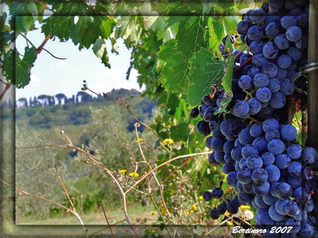 Bertinoro, vigneto