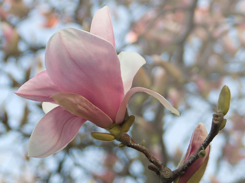 magnolia