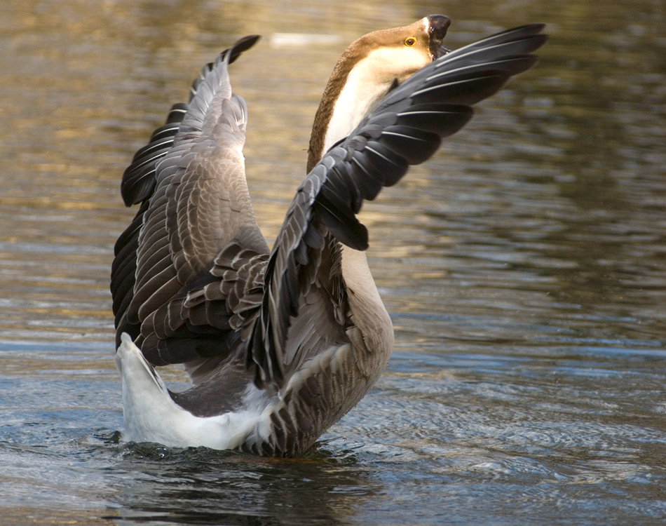 INTANTO MI SGRANCHISCO LE ALI