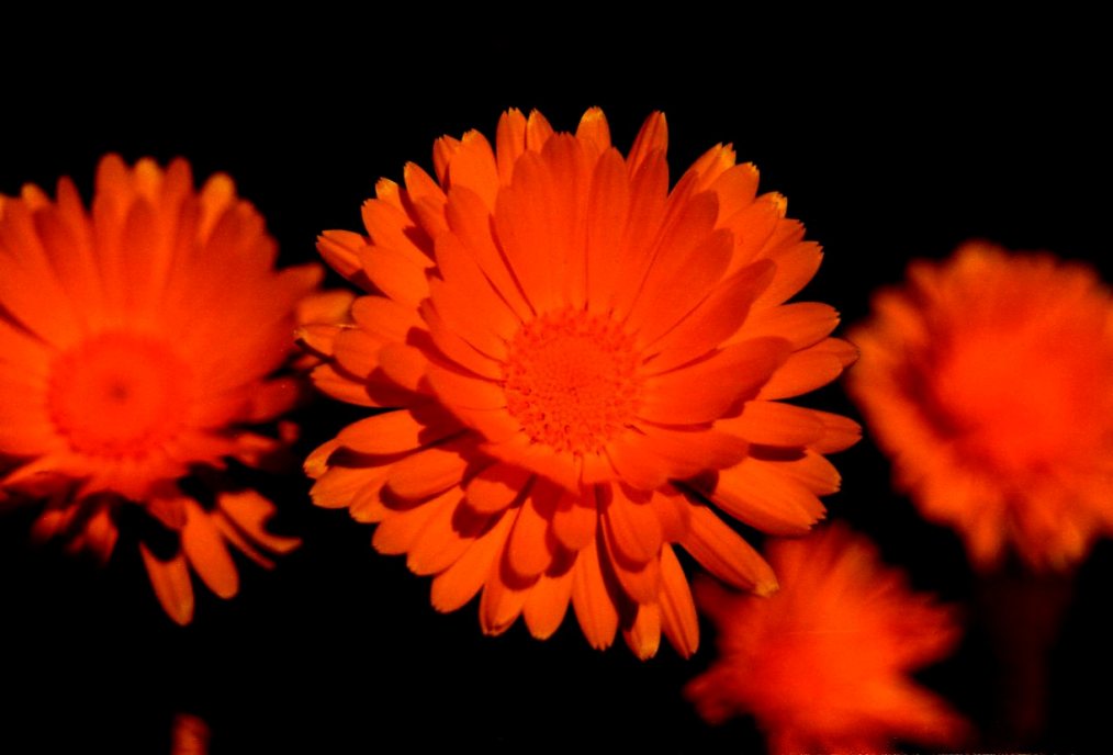 GERBERA