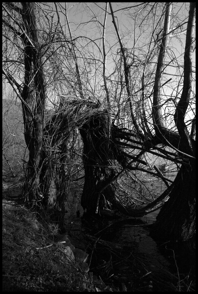 La trasformazione dei rami